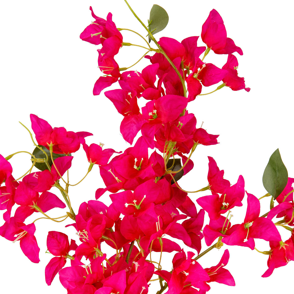 Bougainvillea Spray Pink