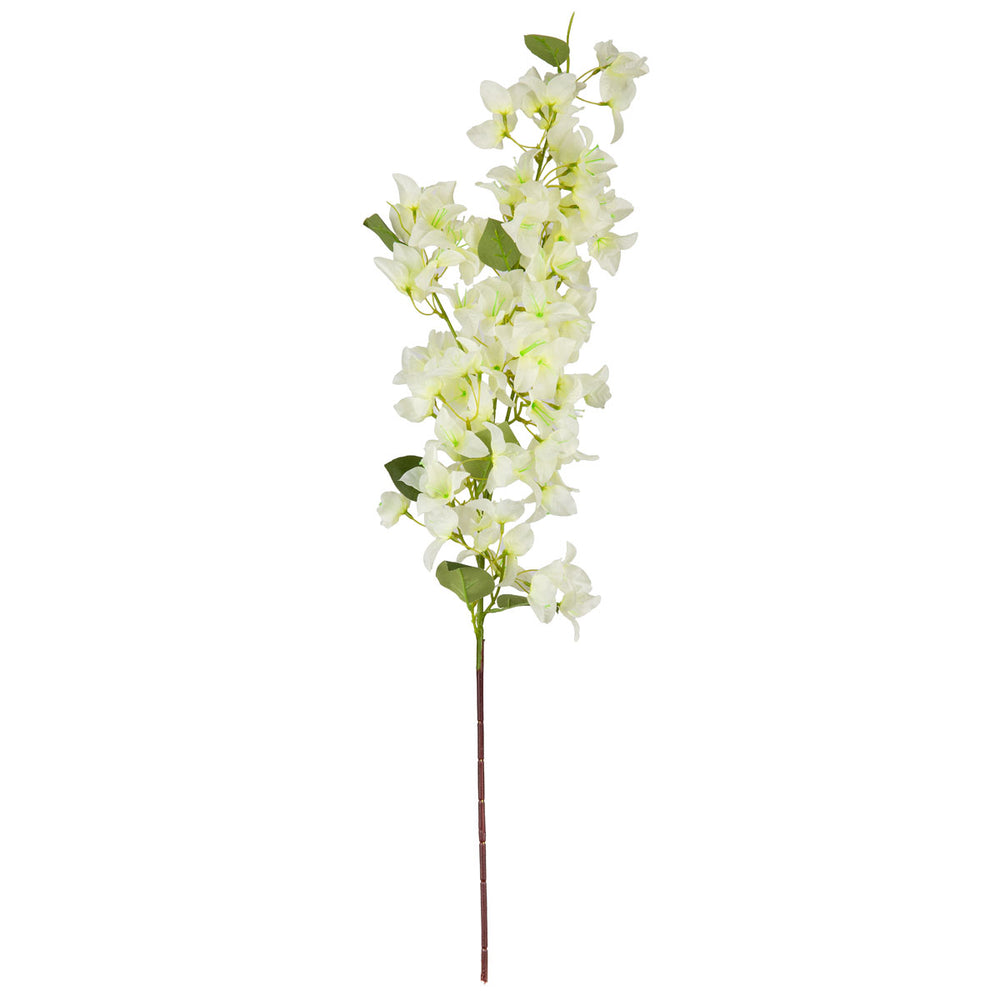 Bougainvillea Spray White