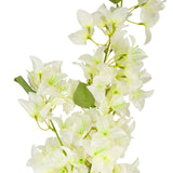Bougainvillea Spray White