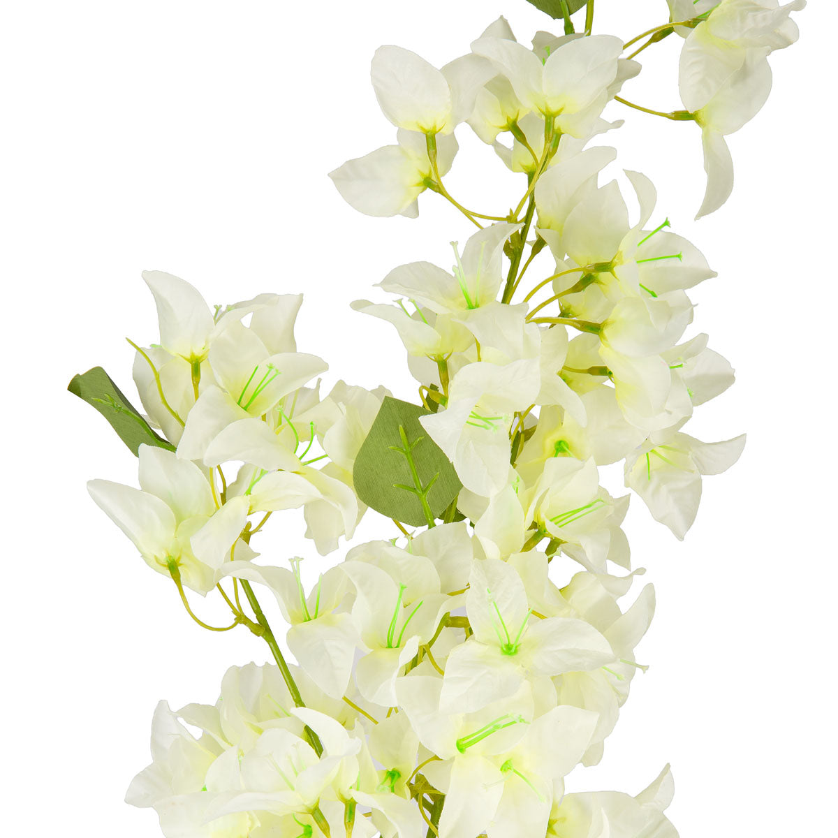 Bougainvillea Spray White