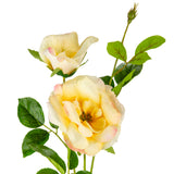 Matilda Rose Spray x 2 Cream Pink
