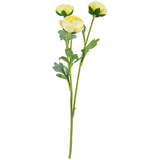 Ranunculus Cream