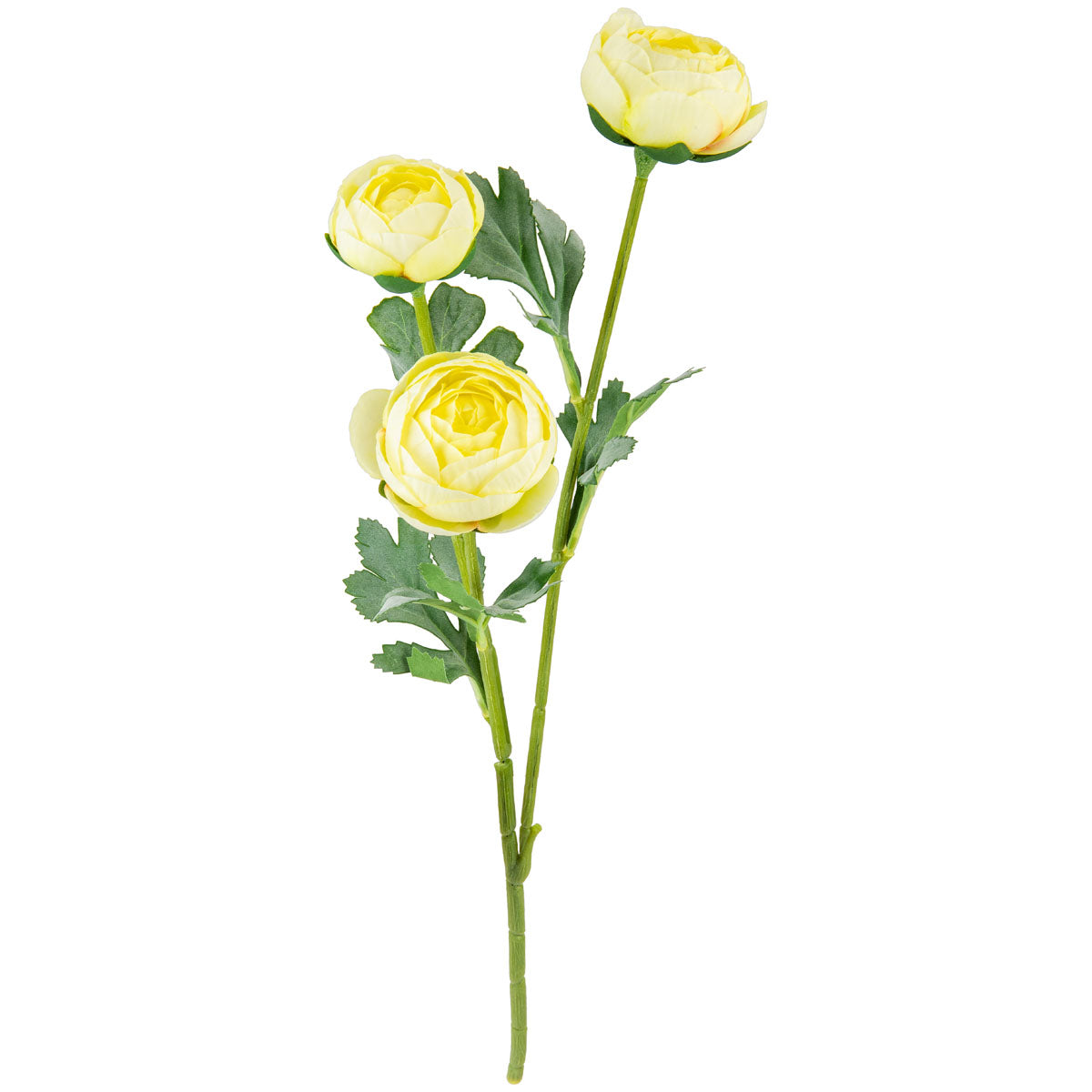 Ranunculus Cream