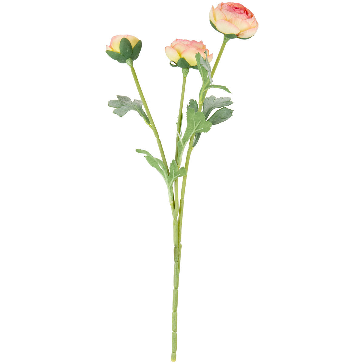 Ranunculus Light Pink