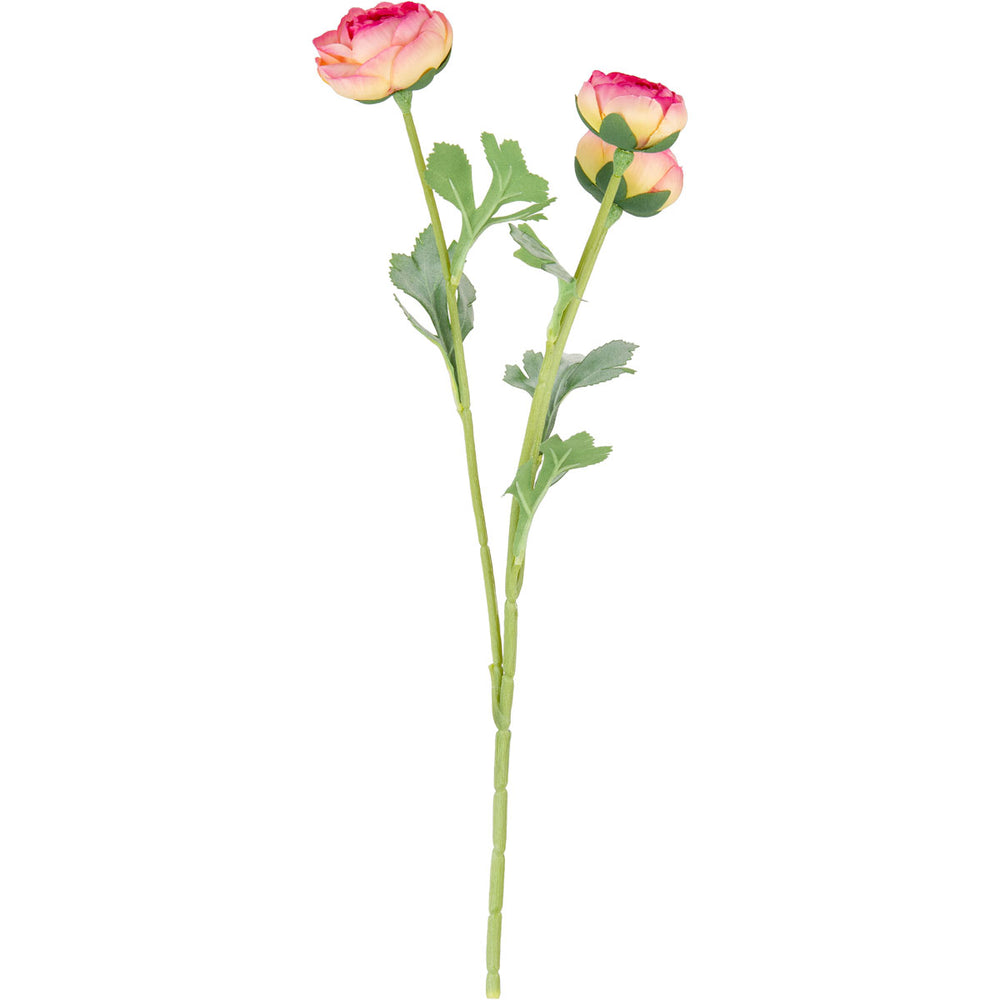 Ranunculus Pink
