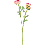 Ranunculus Pink