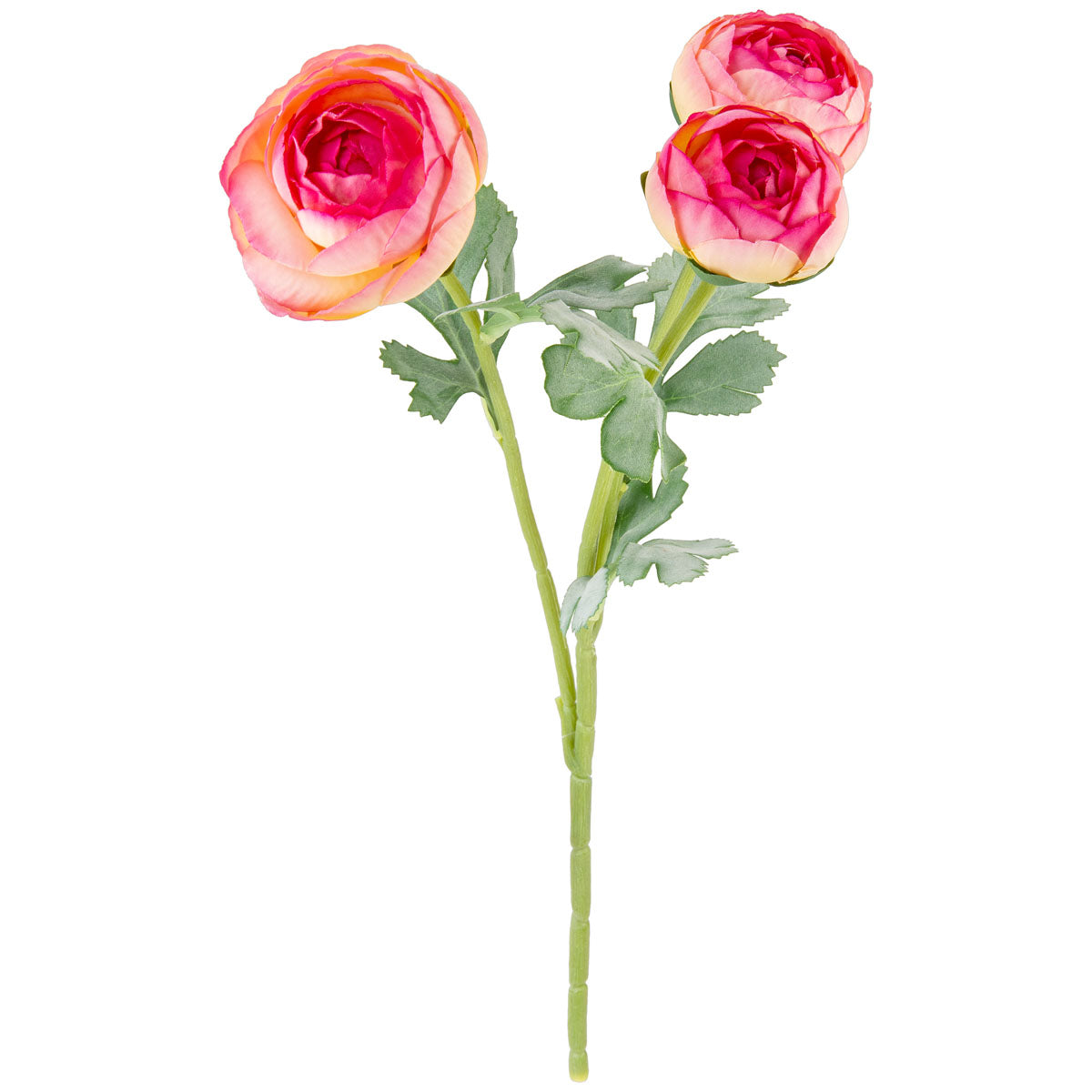 Ranunculus Pink