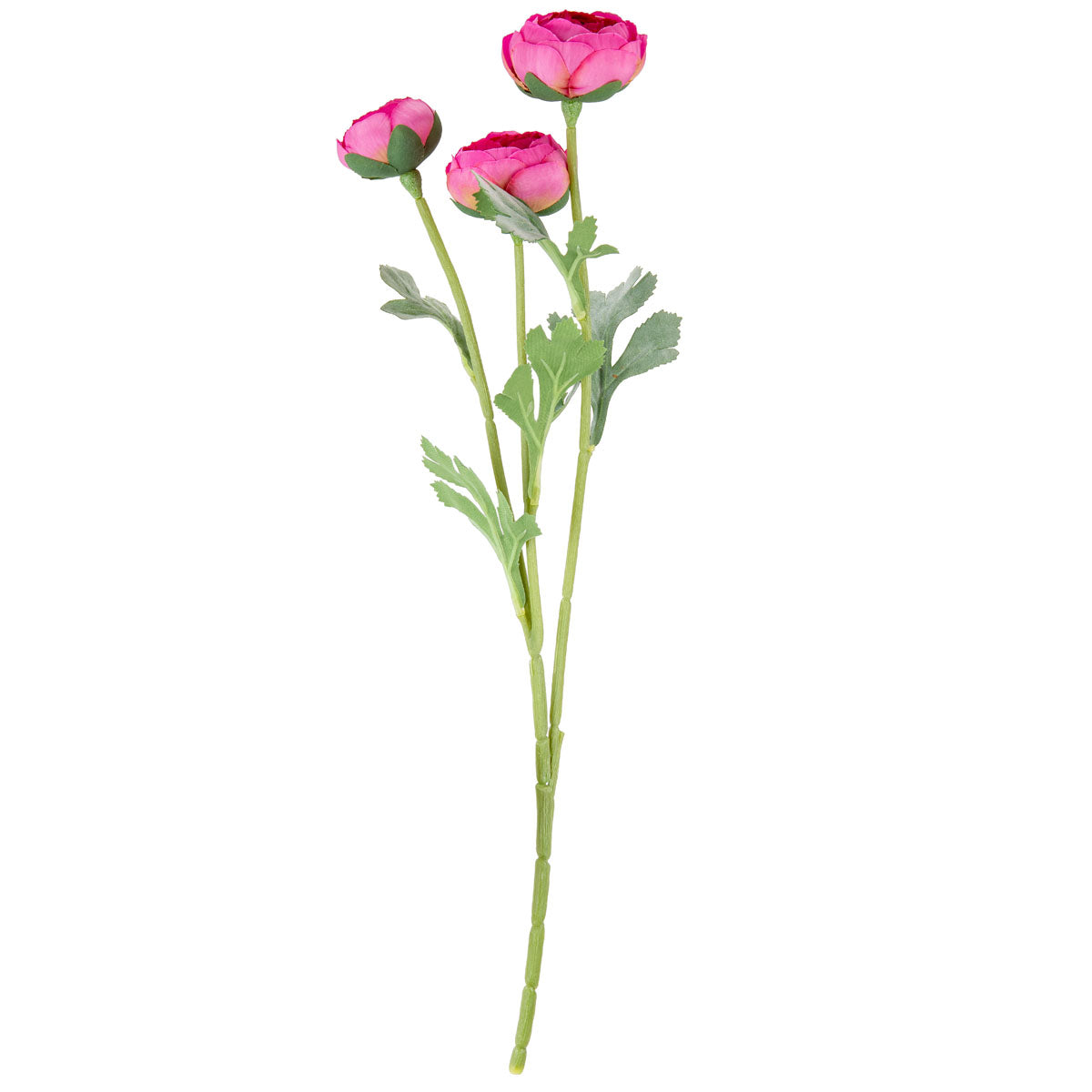 Ranunculus Fuchsia Pink