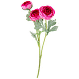Ranunculus Fuchsia Pink