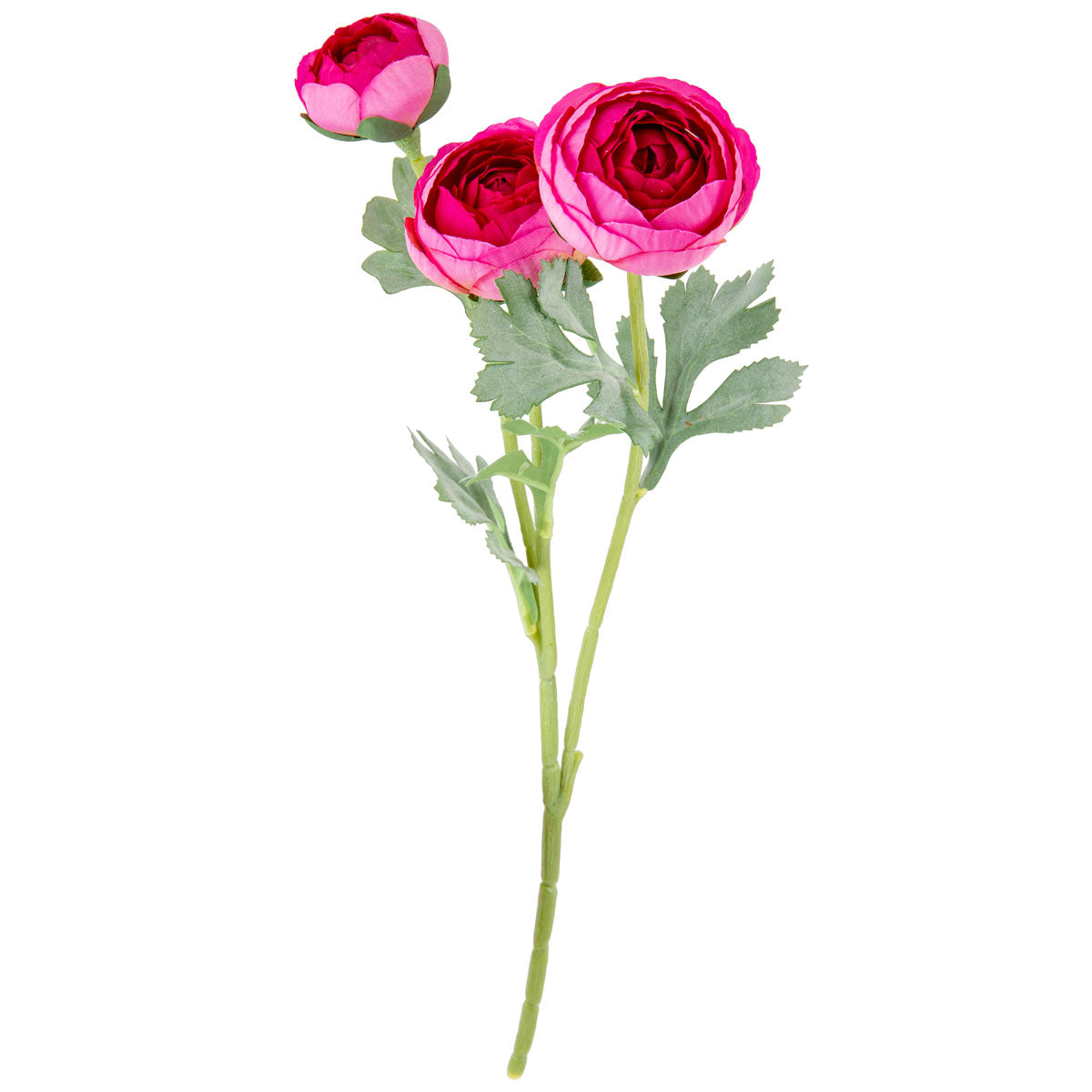 Ranunculus Fuchsia Pink
