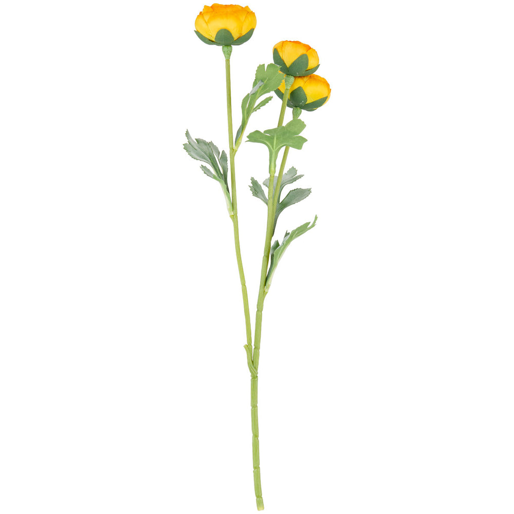 Ranunculus Light Orange
