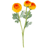 Ranunculus Light Orange