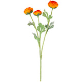 Ranunculus Dark Orange