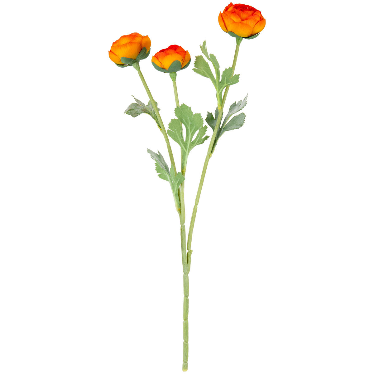 Ranunculus Dark Orange