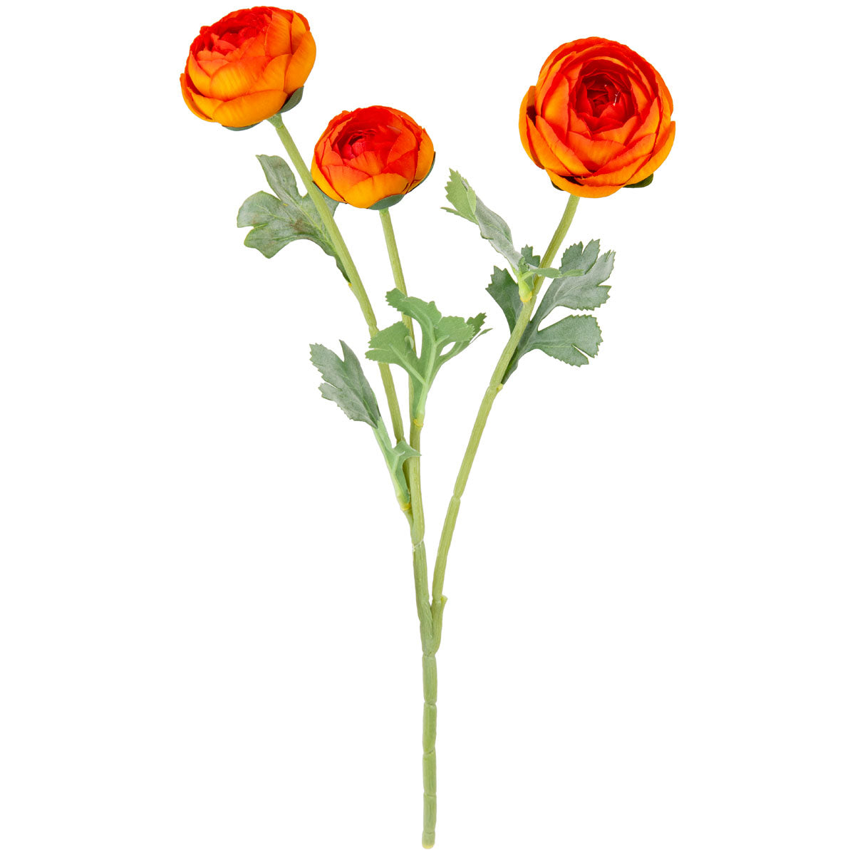 Ranunculus Dark Orange