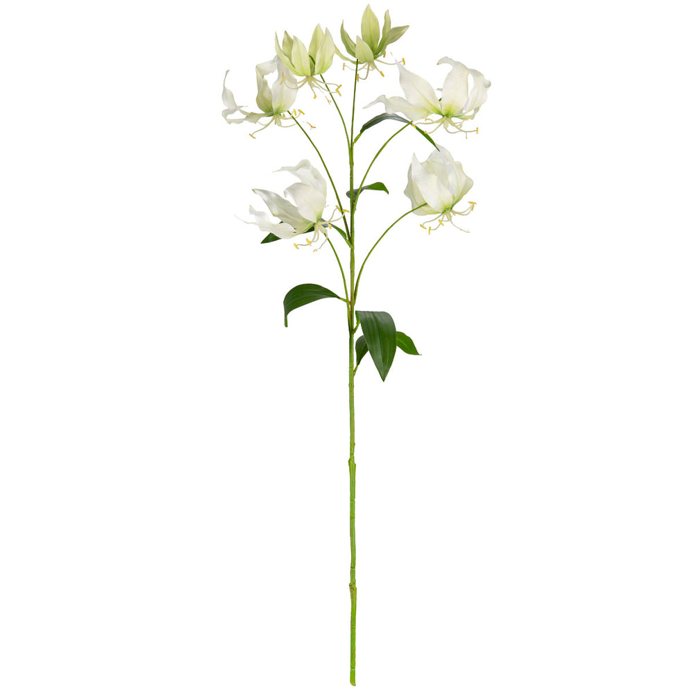 Gloriosa White
