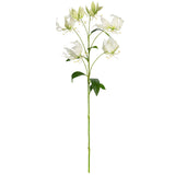 Gloriosa White