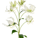 Gloriosa White