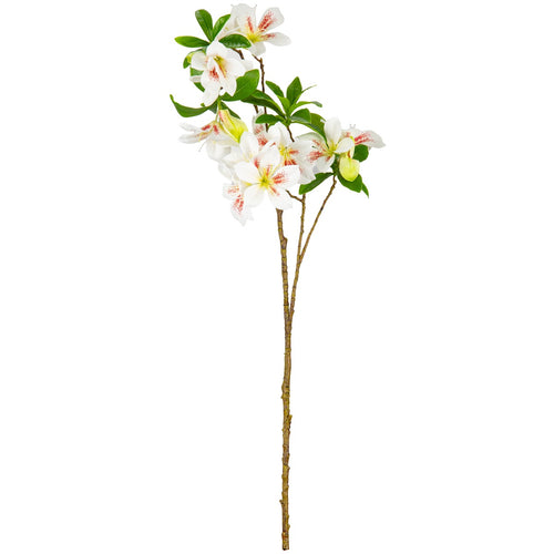 Rhodondendron White