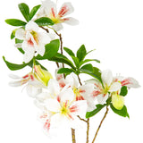 Rhodondendron White