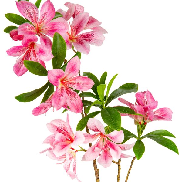 Rhodondendron Pink