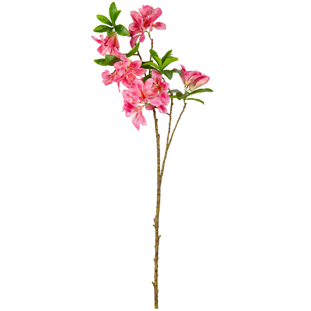 Rhodondendron Dark Pink