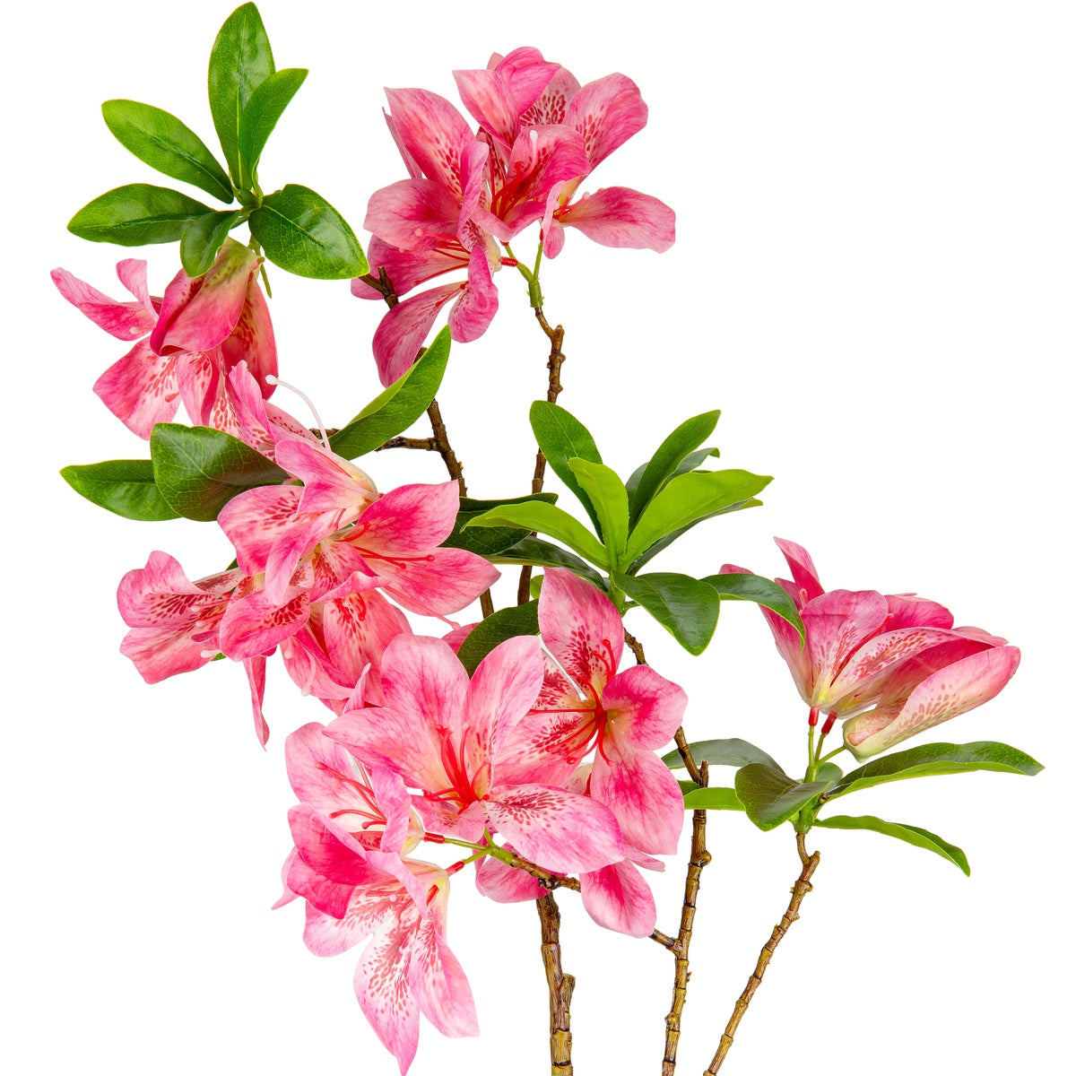 Rhodondendron Dark Pink