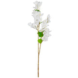 Bougainvillea White
