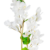 Bougainvillea White
