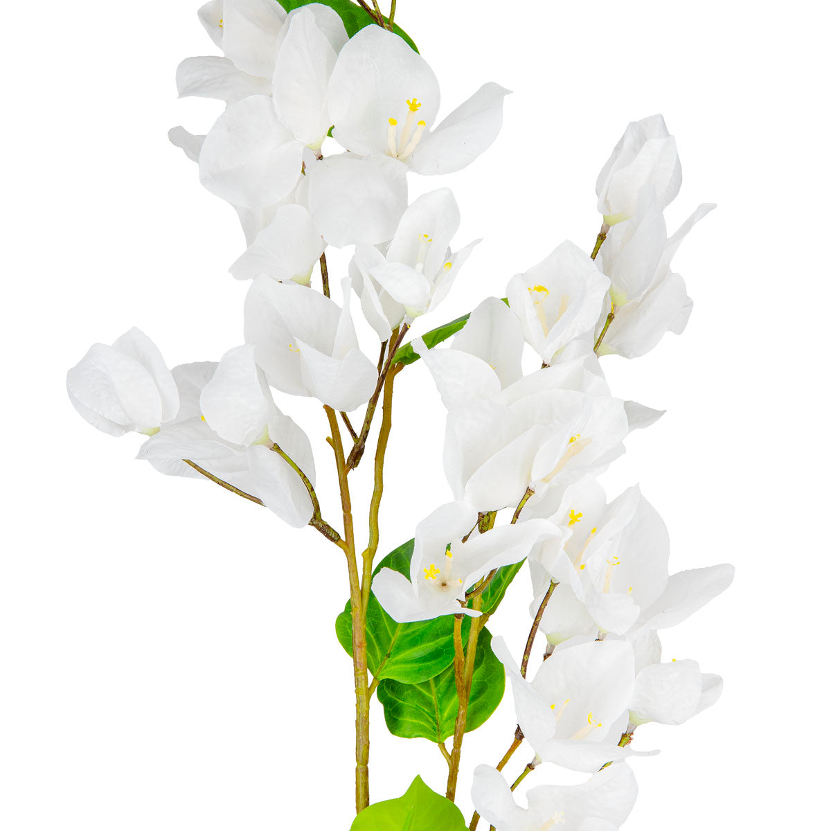 Bougainvillea White