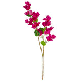Bougainvillea Fuchsia
