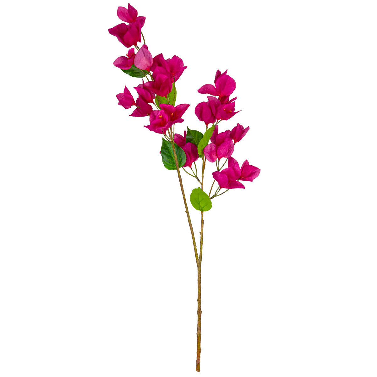 Bougainvillea Fuchsia