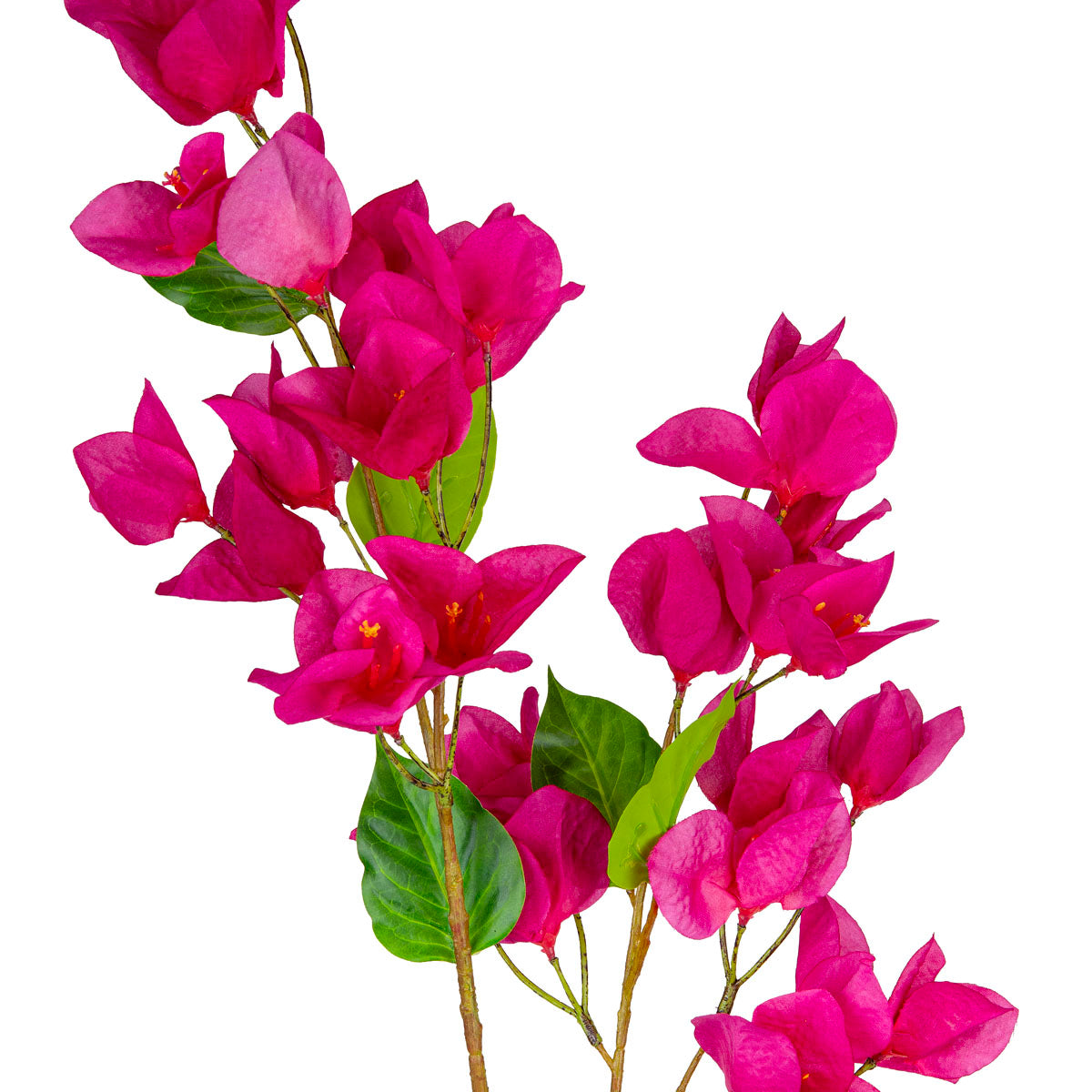 Bougainvillea Fuchsia