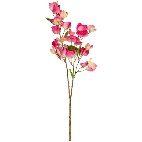 Bougainvillea Pink