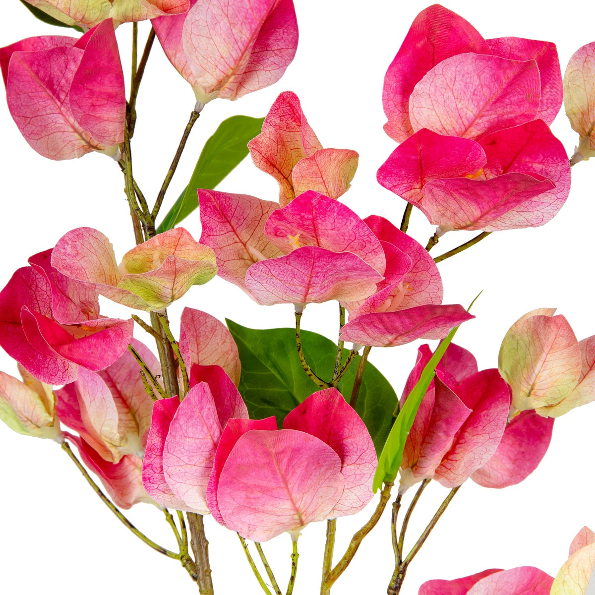 Bougainvillea Pink