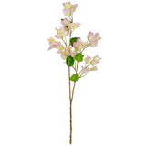 Bougainvillea Light Pink