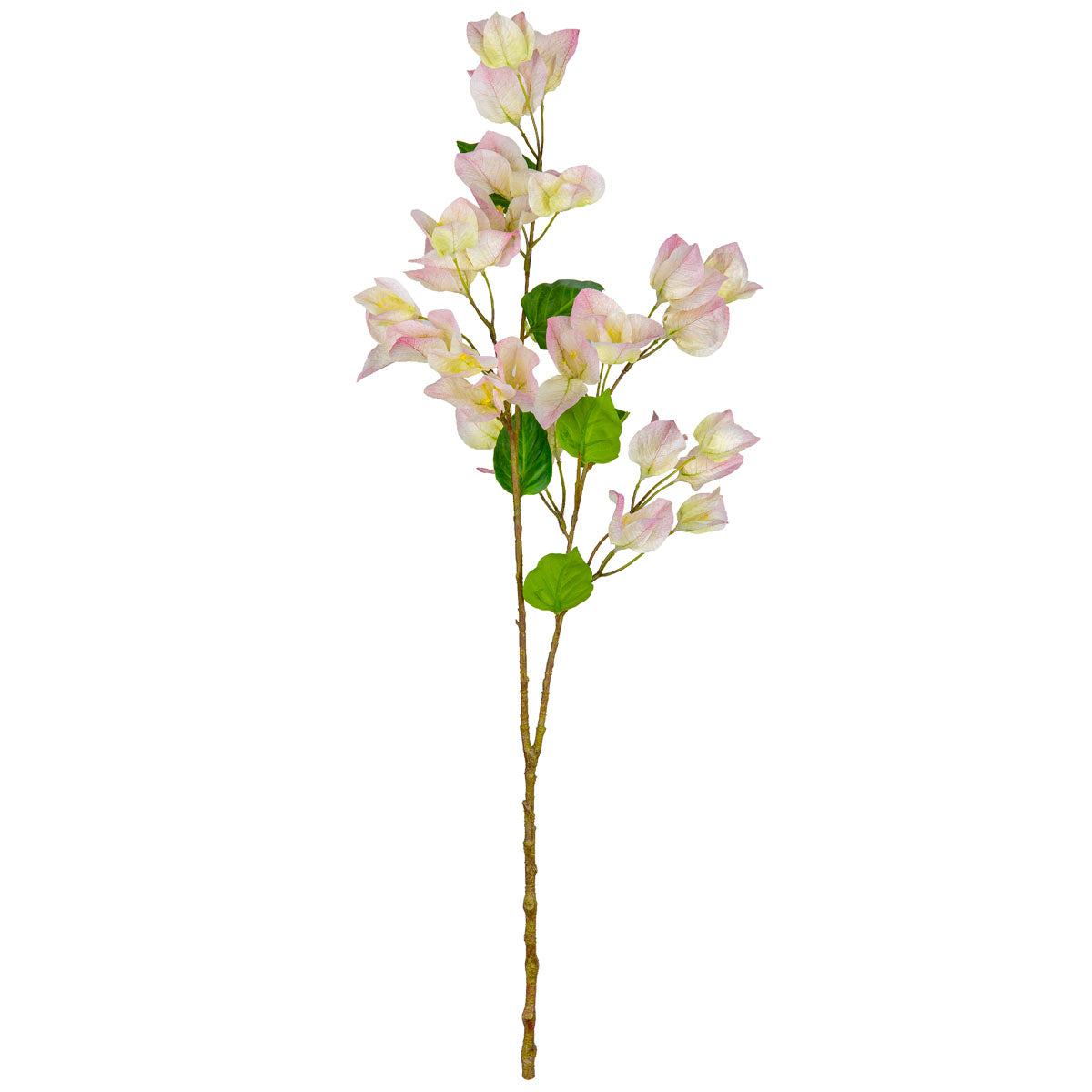 Bougainvillea Light Pink