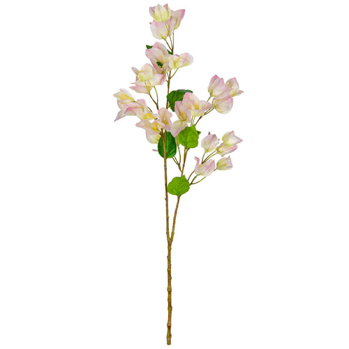 Bougainvillea Light Pink