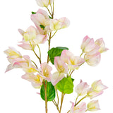 Bougainvillea Light Pink