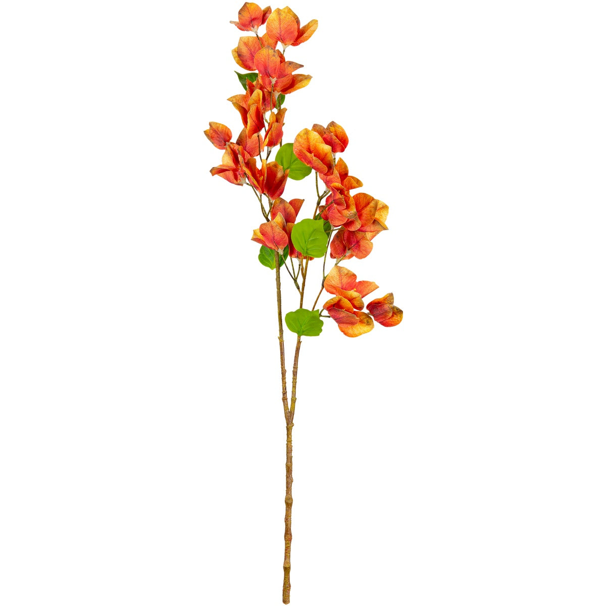 Bougainvillea Orange