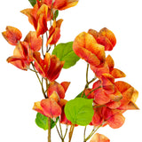 Bougainvillea Orange