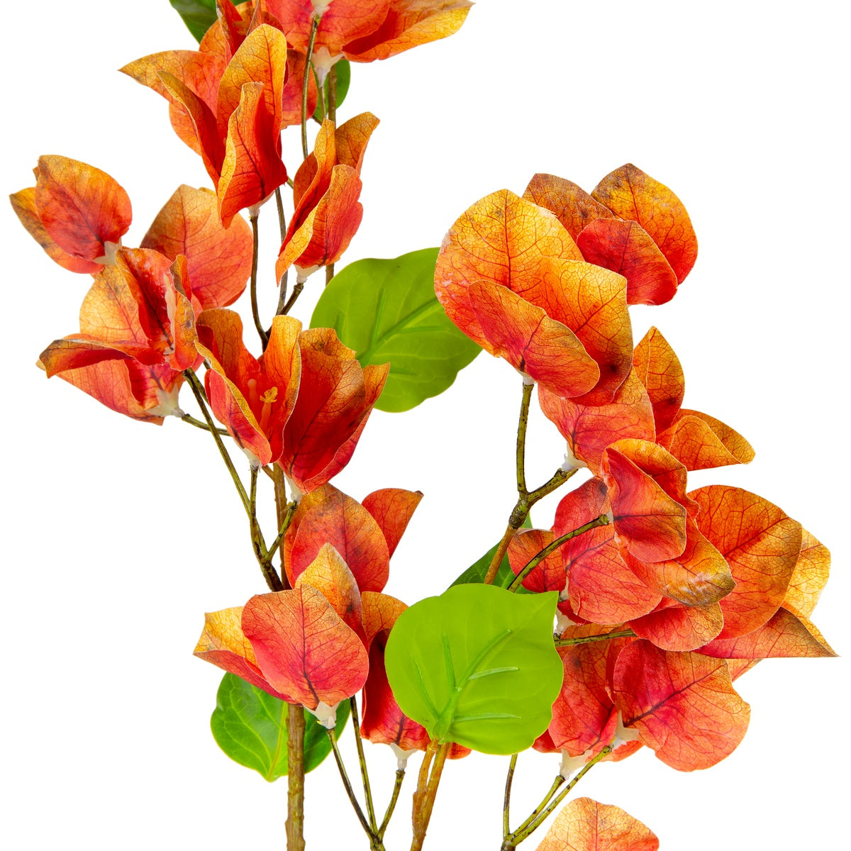 Bougainvillea Orange