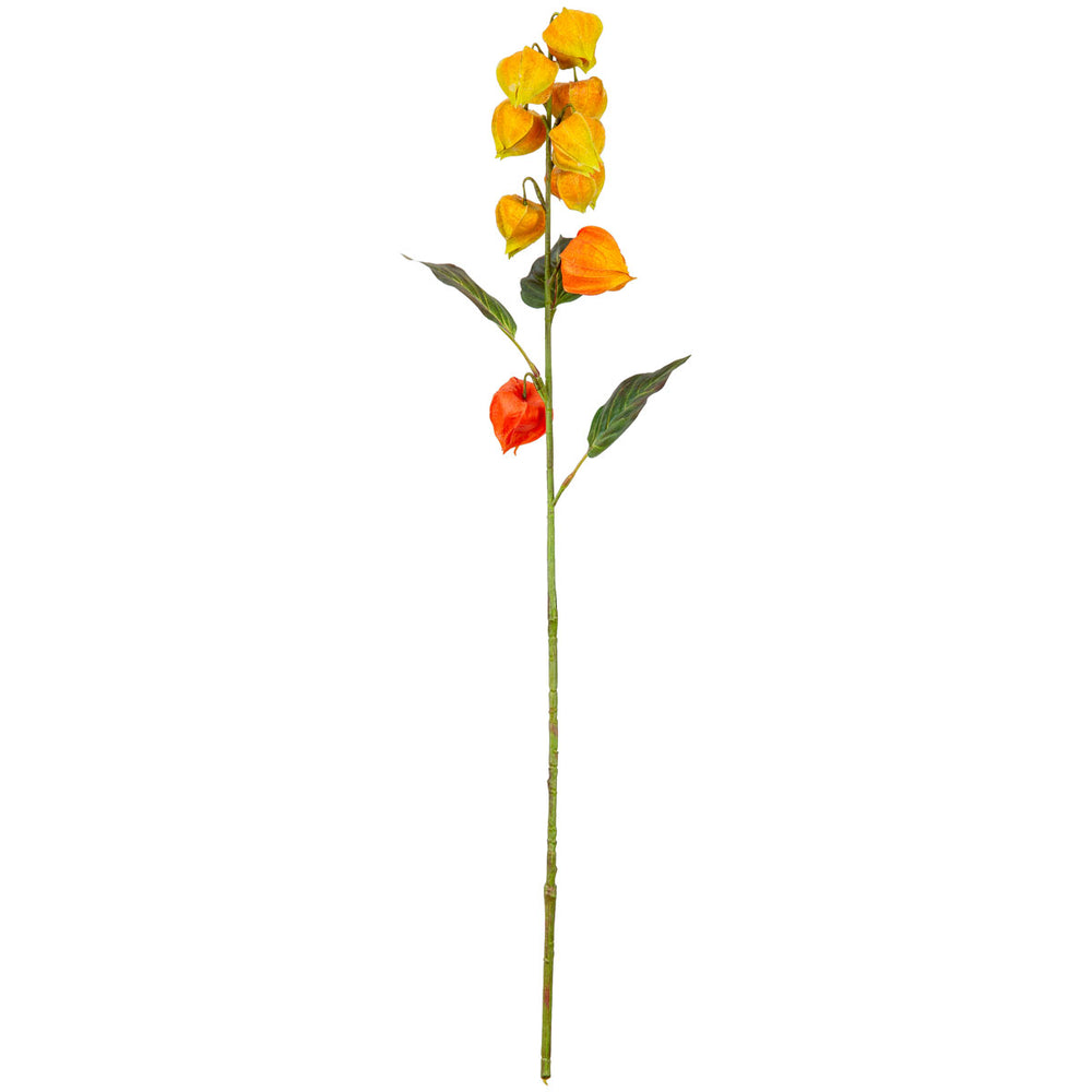 Chinese Lantern Orange