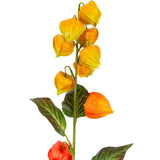 Chinese Lantern Orange