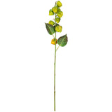 Chinese Lantern Green