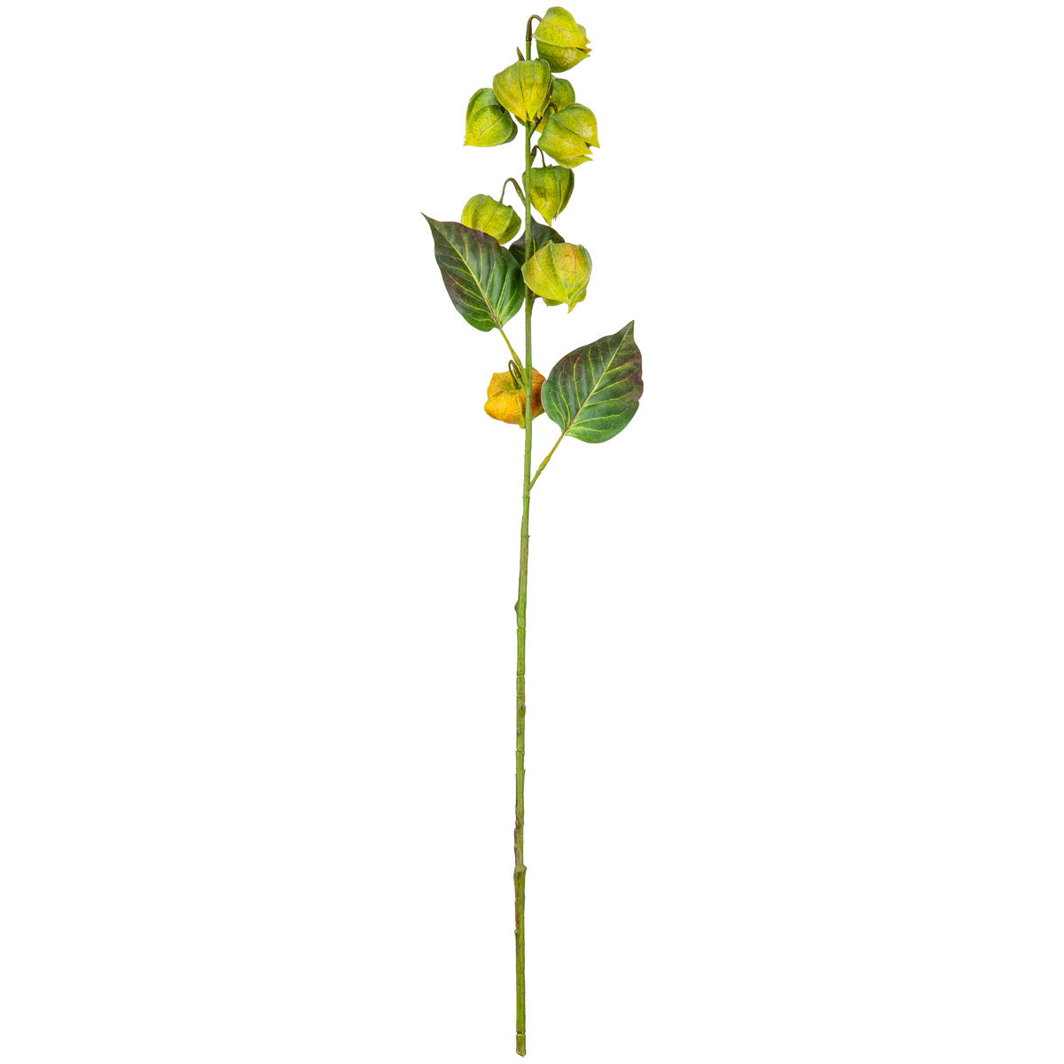 Chinese Lantern Green
