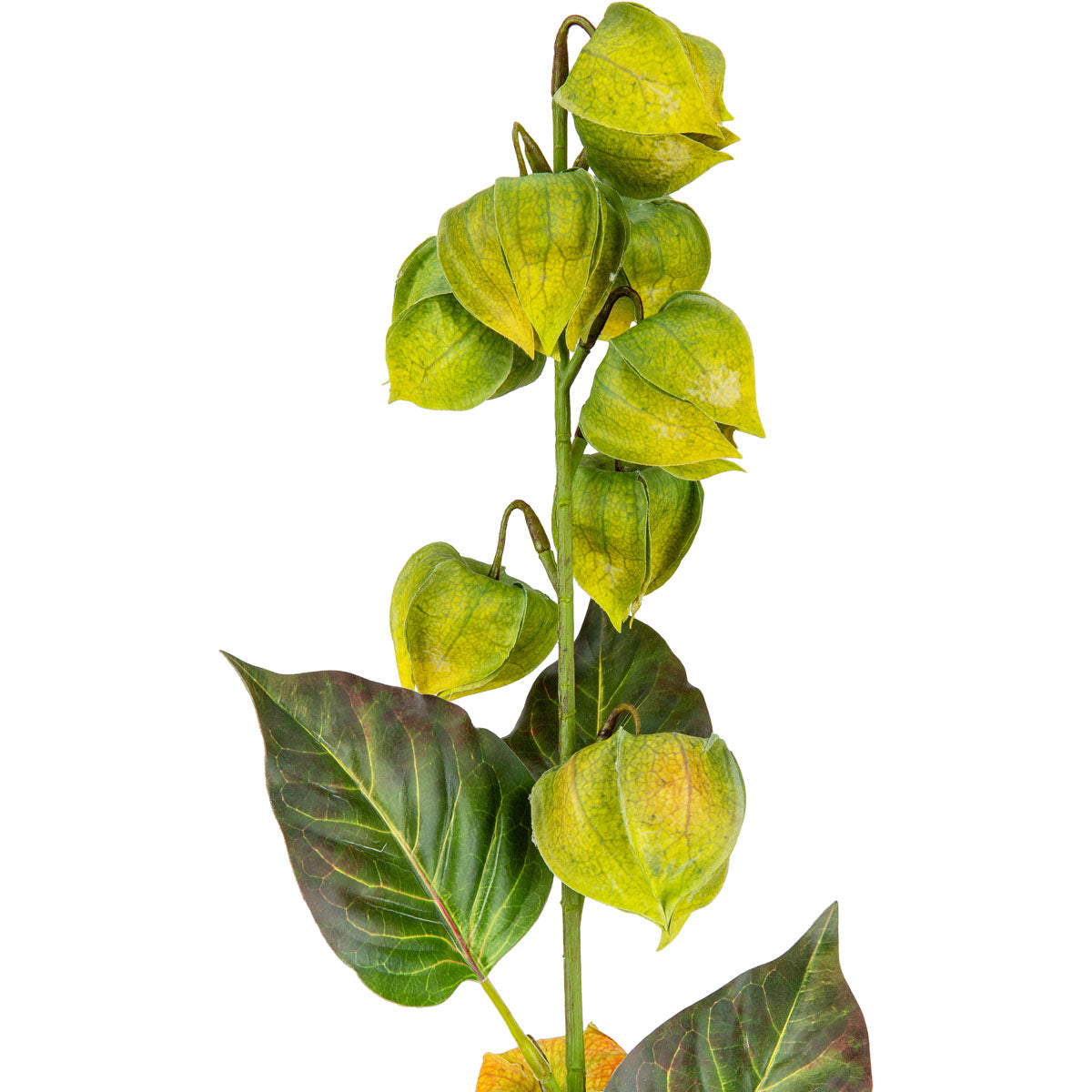 Chinese Lantern Green