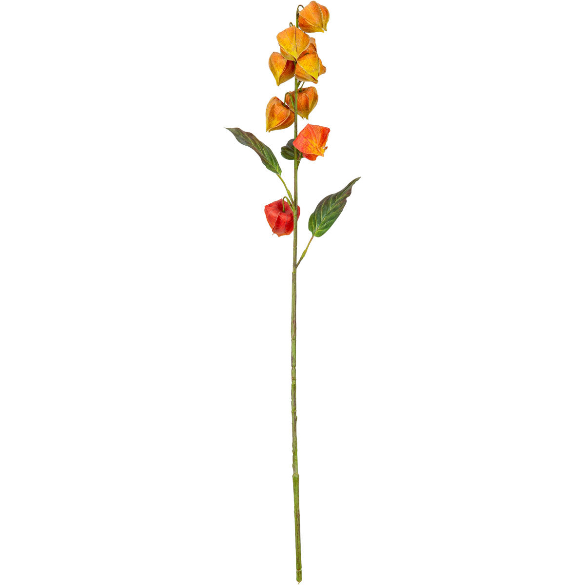 Chinese Lantern Orange/Red