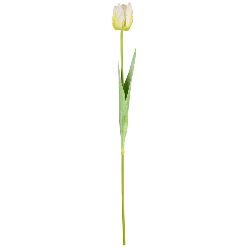 Single Stem Tulip White