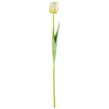 Single Stem Tulip White